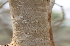 Terminalia paniculata